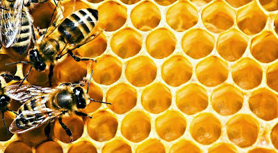 Мёд, пчелы и здоровье
