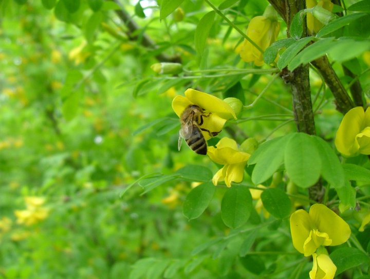 Пчела на желтой акации