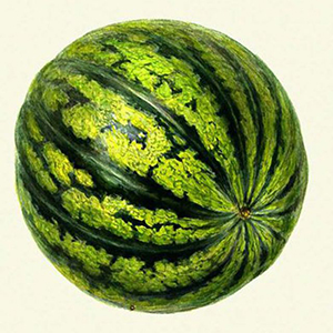 Плоды блестящие округлой формы, темно-зеленого окраса