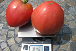 tomat-rozovyj-med6666