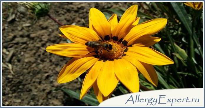 аллергия на мед фото