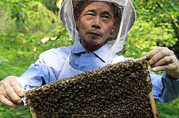 китайский пчеловод