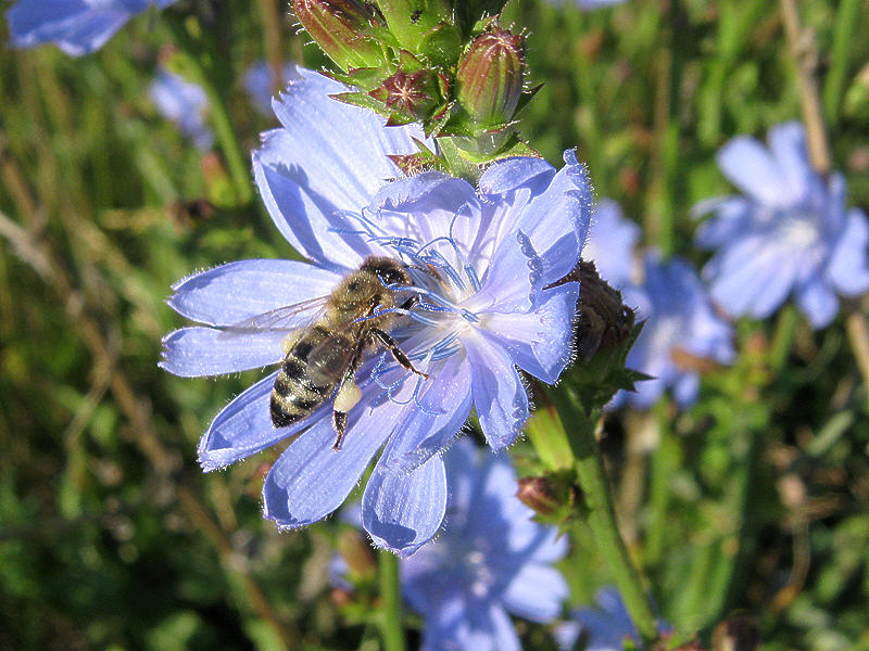 Пчела на цветке цикория