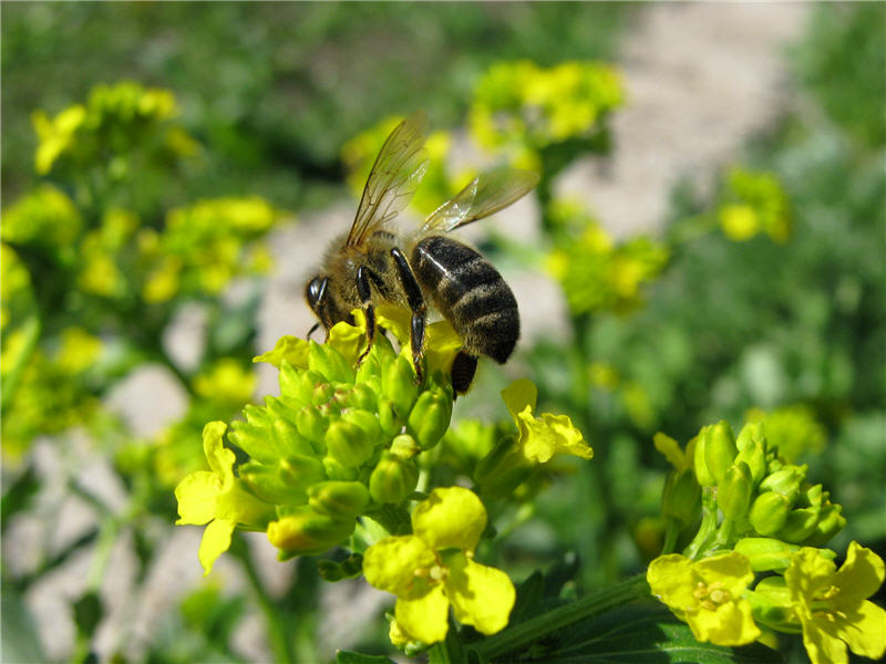 Пчела на цветке сурепки