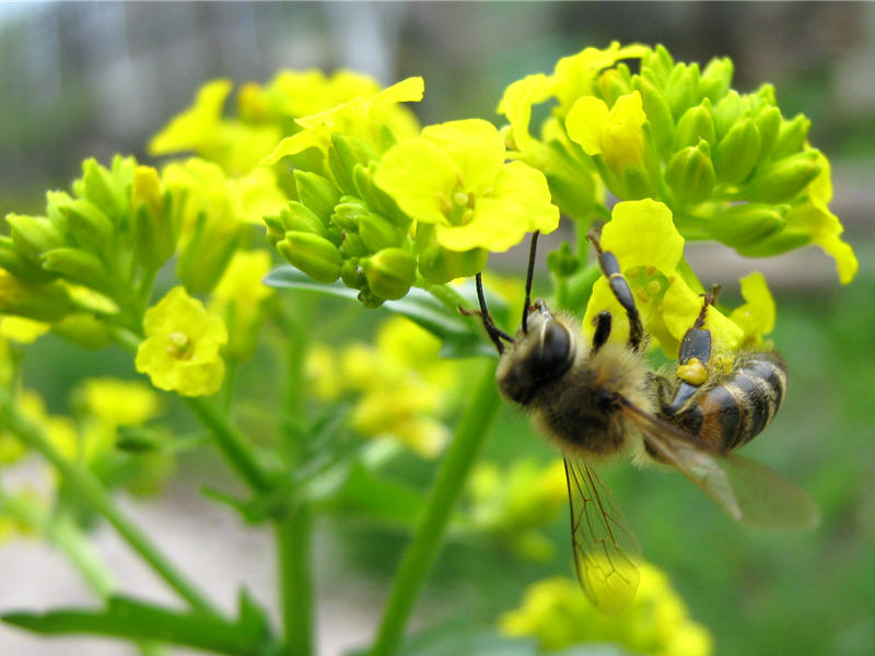 Пчела на цветках сурепки
