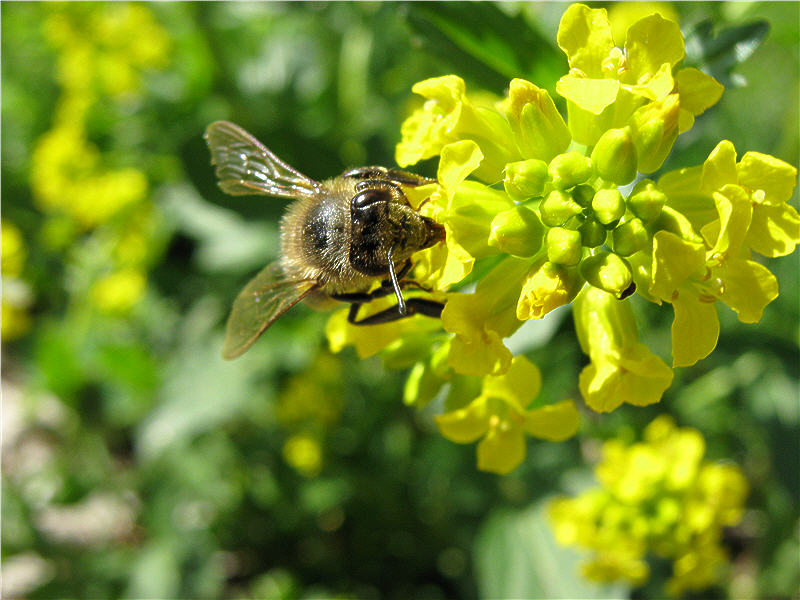 Пчела собирает сурепковый нектар