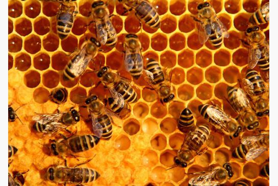 24 интересных факта из жизни пчёл животные, факты