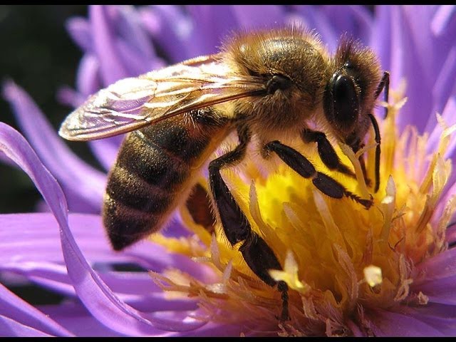 Как пчелы делают мёд животные, факты