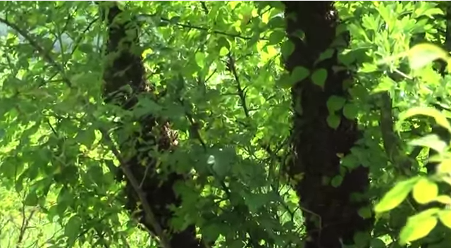 Колодное пчеловодство. Часть3- Ошибка первая- высокие деревья. Часть 4- Соединение слабых роев. ПРП Счастливое, Молдова (Видео)