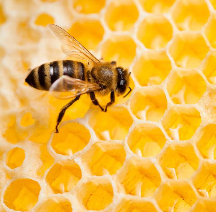 мед из расторопша полезные свойства и противопоказания