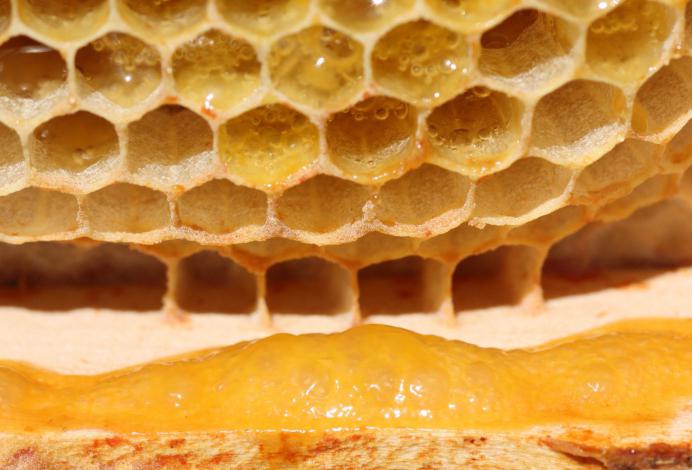 мед в сотах полезные свойства