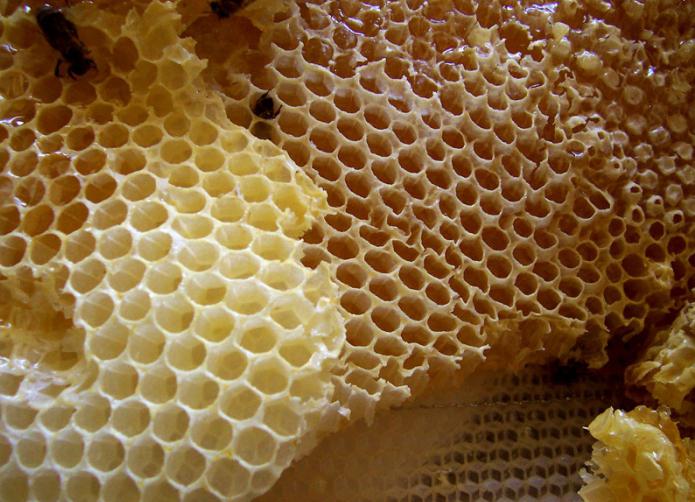 мед в сотах фото