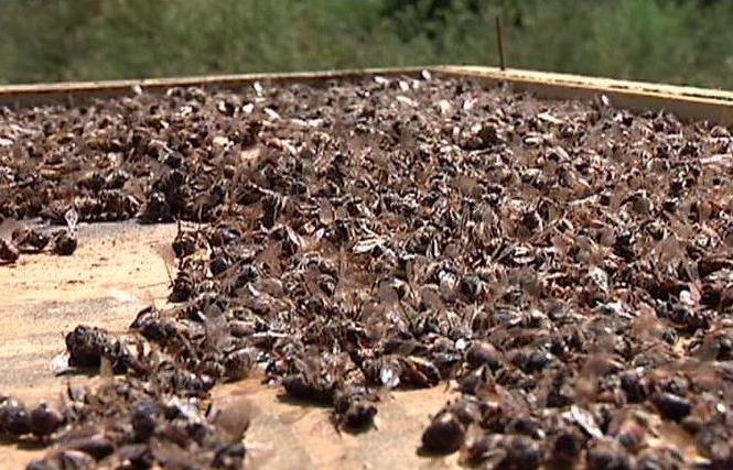 настойки пчелиных продуктов