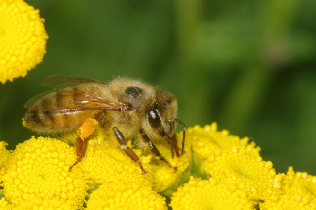 как собирает пчела нектар