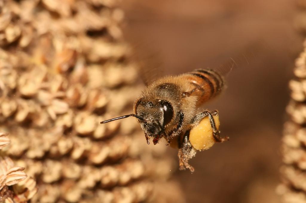 пчела несет пыльцу