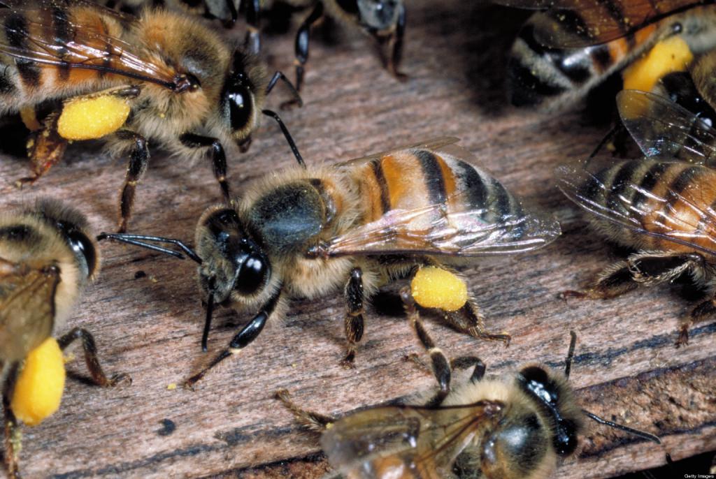 пчелы с обножками