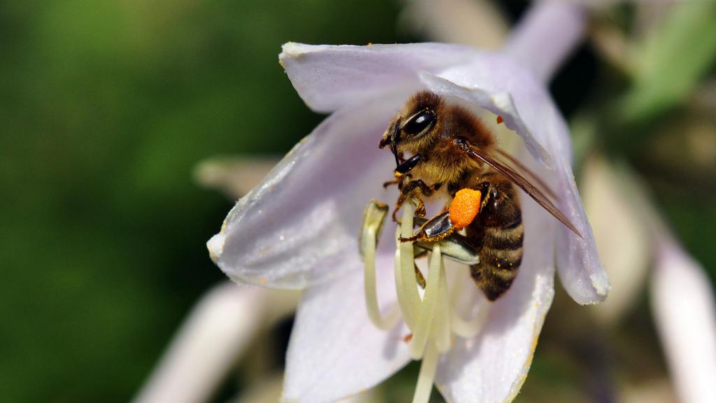 как делает пчела мед