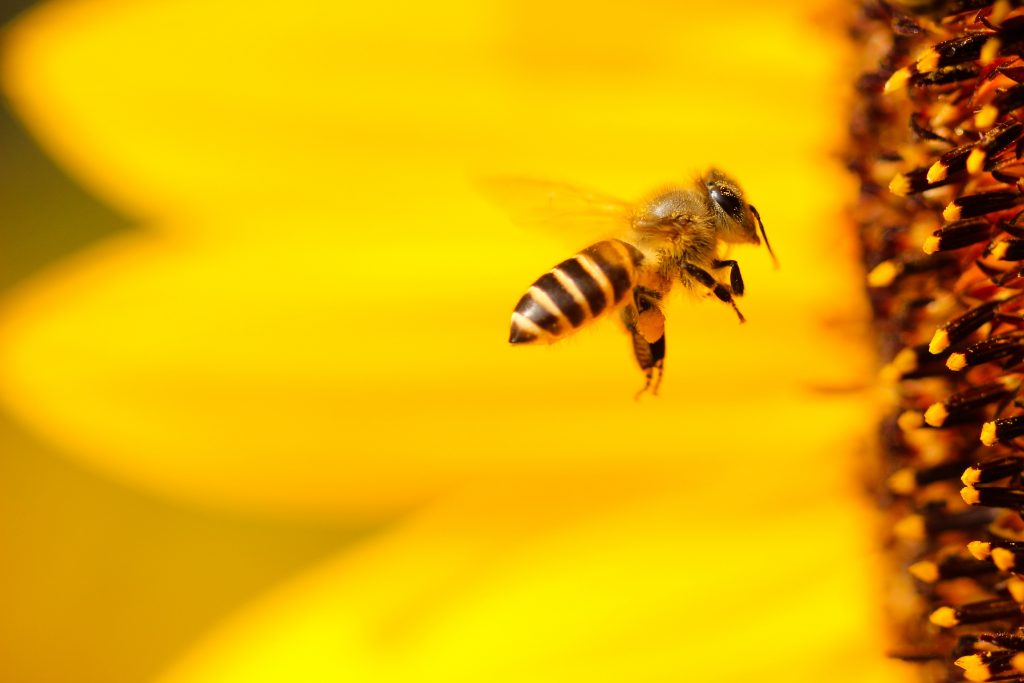 летящая к цветку пчела