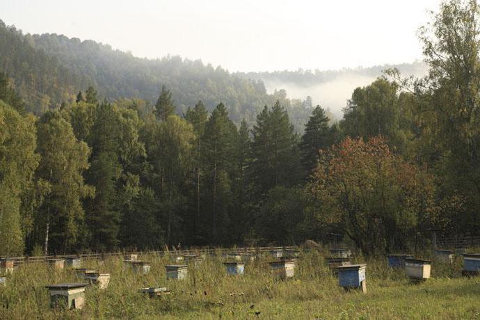 развитие пчеловодства в татарстане