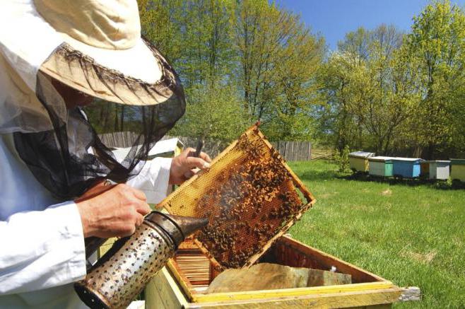 пчеловодство в татарстане особенности