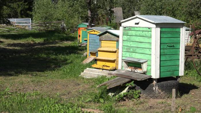 пчеловодство в татарстане история