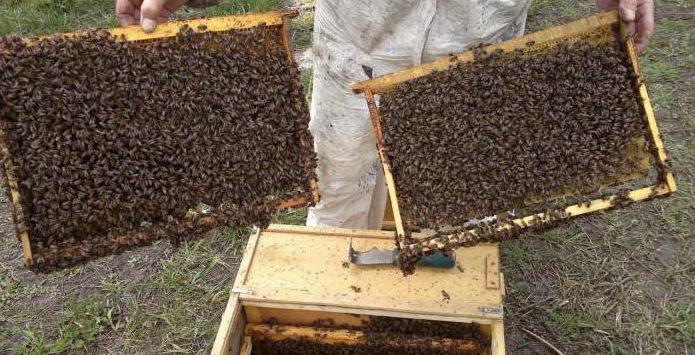 пчеловодство татарстана