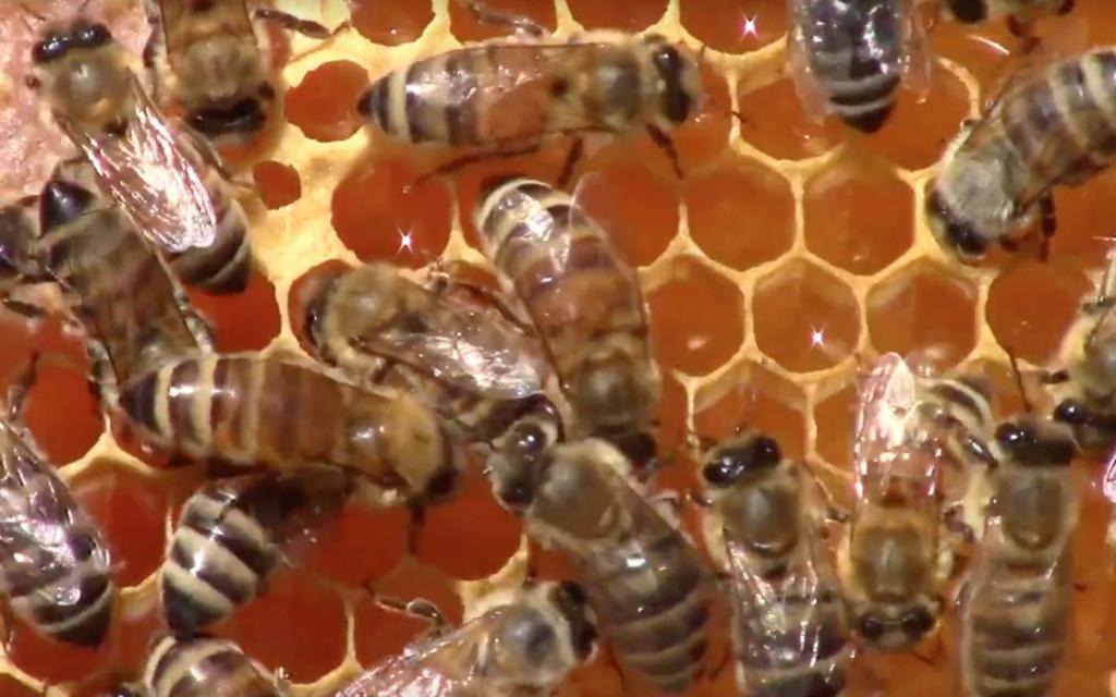 Пчелы на сотах
