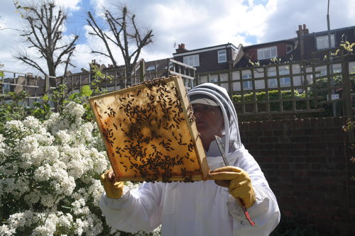 Пчеловод с сотами