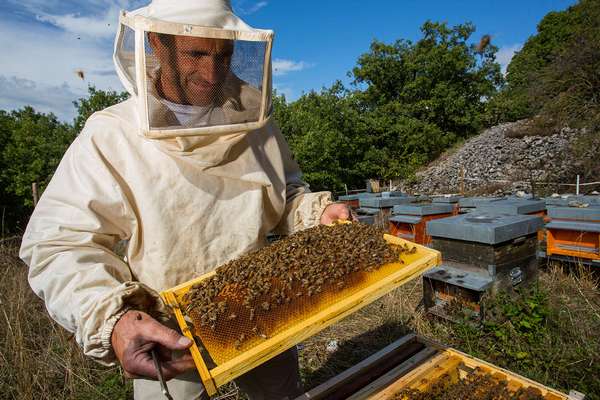 Как пчелы делают мед: процесс и защита при сборе