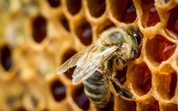 Как пчелы делают мед: процесс и защита при сборе