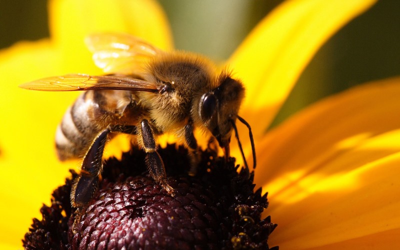 Что представляет собой мед диких пчел