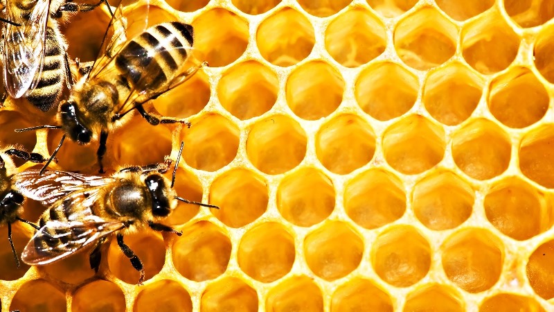 Основы пчеловодства: как пчелы делают мед?