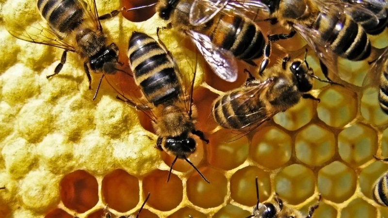 Основы пчеловодства: как пчелы делают мед?