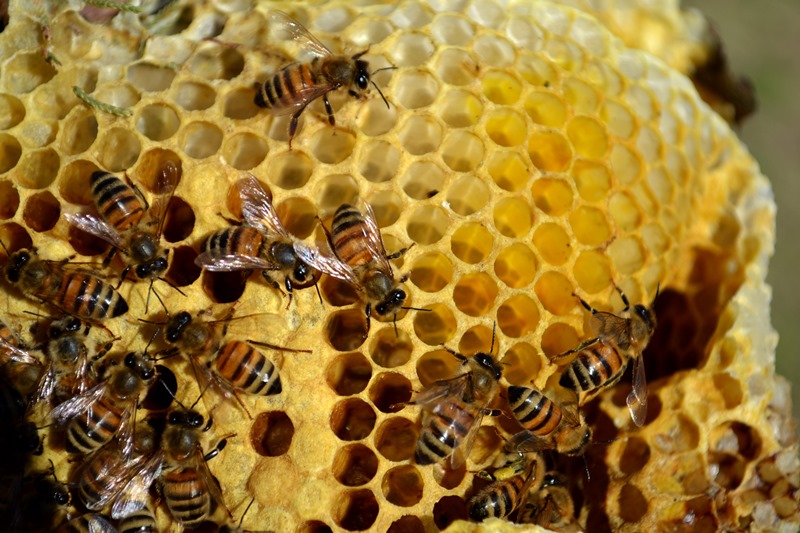 Что представляет собой мед диких пчел