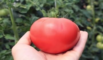 Фотография помидора сорта Розовые щечки