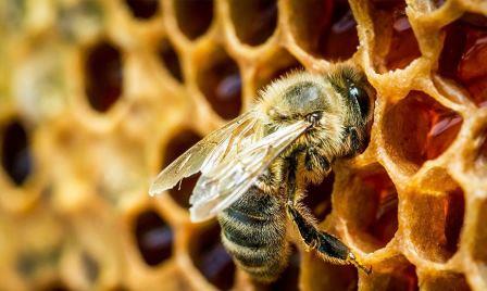 Мед производится пчелами из собранного нектара и переработки нектара в простые сахара, которые служат двойной цели – обеспечивают поддержание метаболизма мышечной активности во время сбора и длительное хранение в виде меда.
