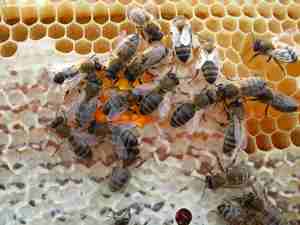 Мед пчелам нужен для зимовки