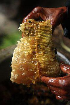 мед гималайских пчел