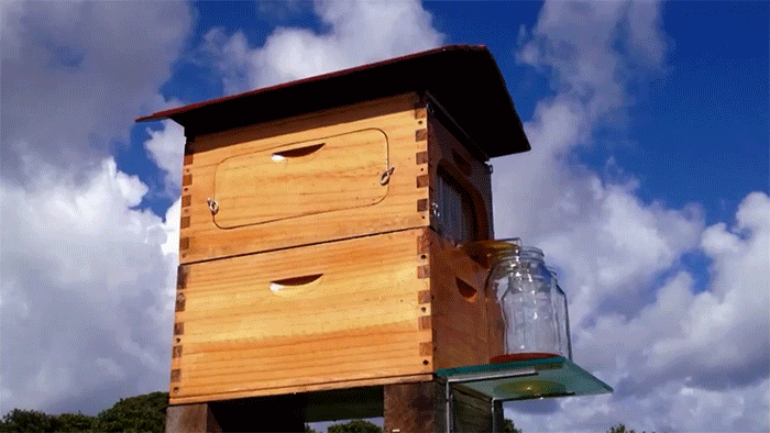 Потоковый улей – изобретение австралийских пчеловодов отца и сына Стюарта Андерсонов