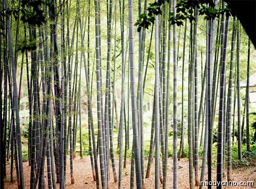 Китайская пытка бамбуком
