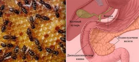 Продукты пчеловодства при панкреатите