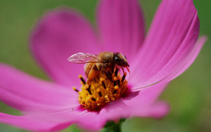 Как начать разводить пчел