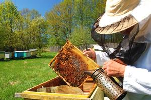 Пчеловодство с нуля