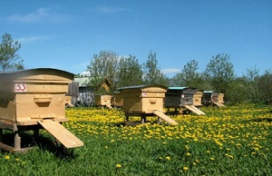 Что нужно начинающему пчеловоду