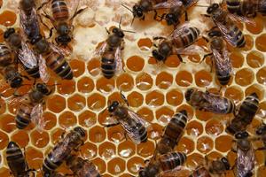 Что представляют собой пчелиные соты
