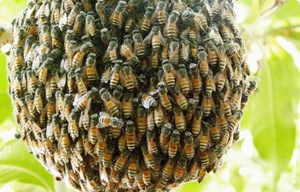 Дикие пчелы - особенности поведения