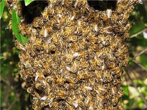 Пчелы дикие встречаются довольно редко