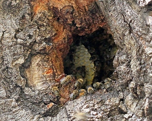Улей диких пчел может быть обустроен в дупле дерева