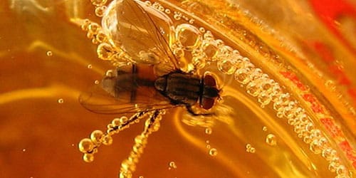 муха попала в мед