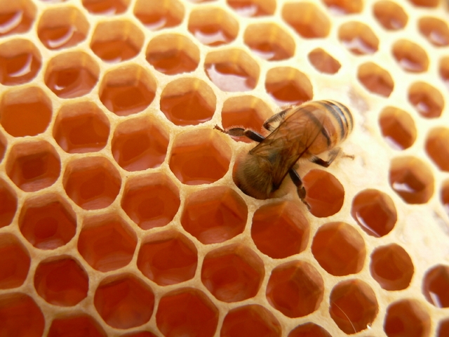 Вересковый мед
